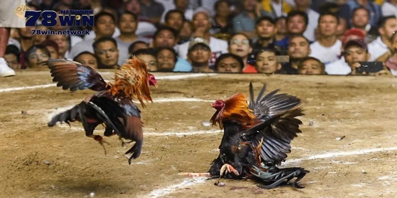 Người chơi cần hiểu về đá gà Thomo Người chơi cần hiểu về đá gà Thomo